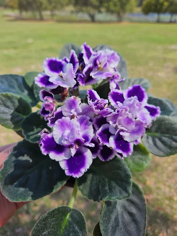 African Violet Live Plant - Purple Blush, 4 Inch Pot - Indoor Flowering Houseplant - Image 3