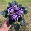 African Violet Live Plant - Purple Blush, 4 Inch Pot - Indoor Flowering Houseplant - Image 1