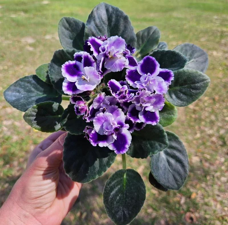 African Violet Live Plant - Purple Blush, 4 Inch Pot - Indoor Flowering Houseplant - Image 1