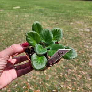 African Violet Live Plant - Wrangler's Banjo Dancing - 4 Inch Pot - Potted Houseplant - Image 2