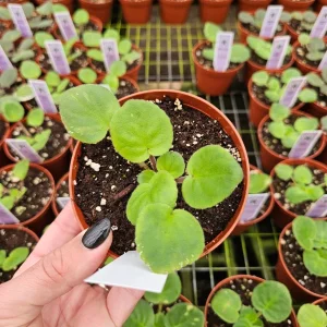 African Violet Live Plant - Wrangler's Banjo Dancing - 4 Inch Pot - Potted Houseplant - Image 3