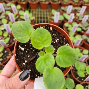 African Violet Live Plant - Wrangler's Banjo Dancing - 4 Inch Pot - Potted Houseplant - Image 4