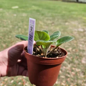 African Violet Live Plant - Wrangler's Banjo Dancing - 4 Inch Pot - Potted Houseplant - Image 5