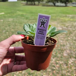 African Violet Live Plant - Wrangler's Banjo Dancing - 4 Inch Pot - Potted Houseplant - Image 6