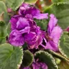 African Violet Live Plant - Wrangler's Banjo Dancing - 4 Inch Pot - Potted Houseplant - Image 1
