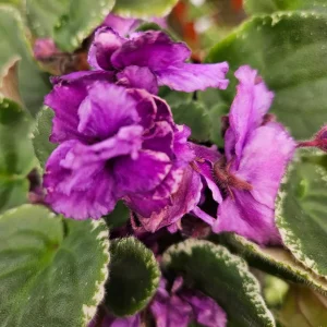 African Violet Live Plant - Wrangler's Banjo Dancing - 4 Inch Pot - Potted Houseplant - Image 1