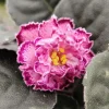 African Violet Live Plant - Young Starter, 4 Inch Pot, Indoor Houseplant - Image 1