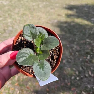 African Violet Live Plant - Young Starter, 4 Inch Pot, Indoor Houseplant - Image 2