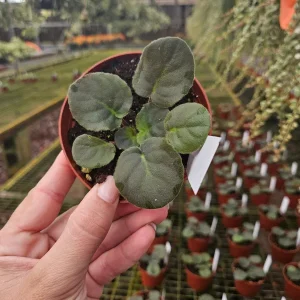 African Violet Live Plant - Young Starter, 4 Inch Pot, Indoor Houseplant - Image 3