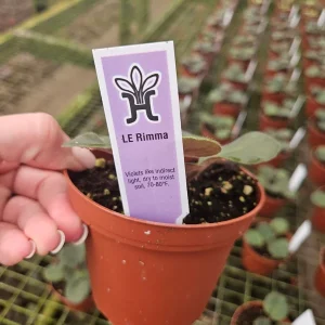 African Violet Live Plant - Young Starter, 4 Inch Pot, Indoor Houseplant - Image 4