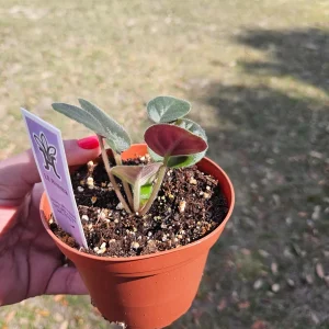 African Violet Live Plant - Young Starter, 4 Inch Pot, Indoor Houseplant - Image 5