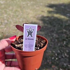 African Violet Live Plant - Young Starter, 4 Inch Pot, Indoor Houseplant - Image 6