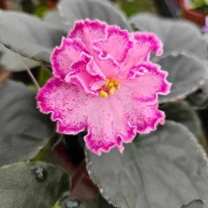 African Violet Live Plant - Young Starter, 4 Inch Pot, Indoor Houseplant - Image 7