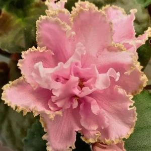 African Violet Live Plant - Young Starter, Future Blooms, 4 Inch Pot, Indoor - Image 1