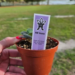 African Violet Live Plant - Young Starter, Future Blooms, 4 Inch Pot, Indoor - Image 2