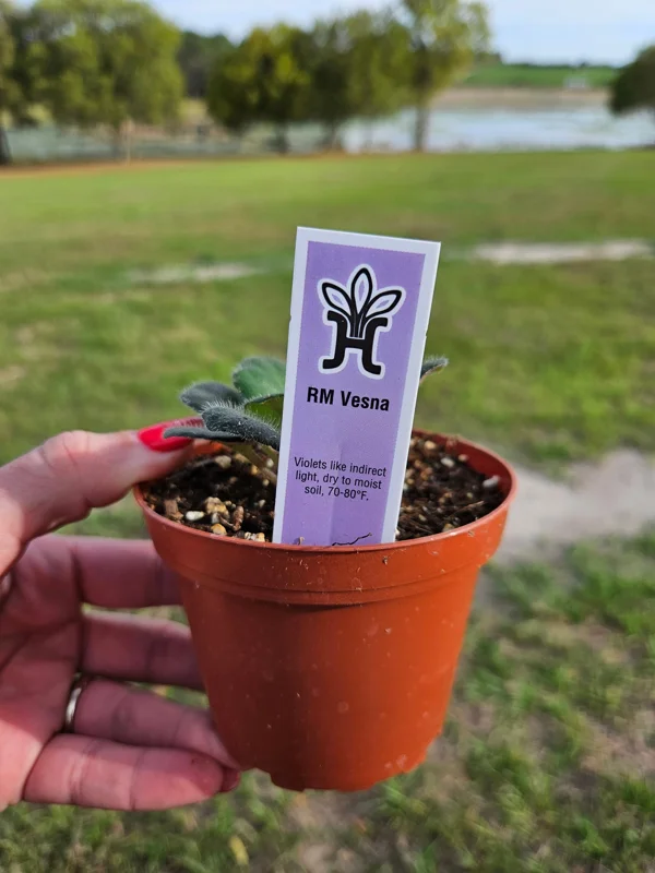 African Violet Live Plant - Young Starter, Future Blooms, 4 Inch Pot, Indoor - Image 2