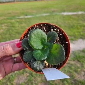 African Violet Live Plant - Young Starter, Future Blooms, 4 Inch Pot, Indoor - Image 3