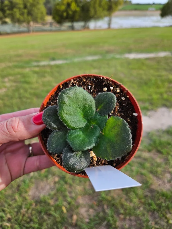 African Violet Live Plant - Young Starter, Future Blooms, 4 Inch Pot, Indoor - Image 3