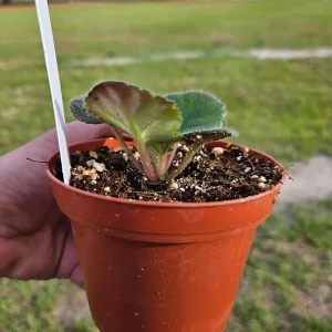 African Violet Live Plant - Young Starter, Future Blooms, 4 Inch Pot, Indoor - Image 4
