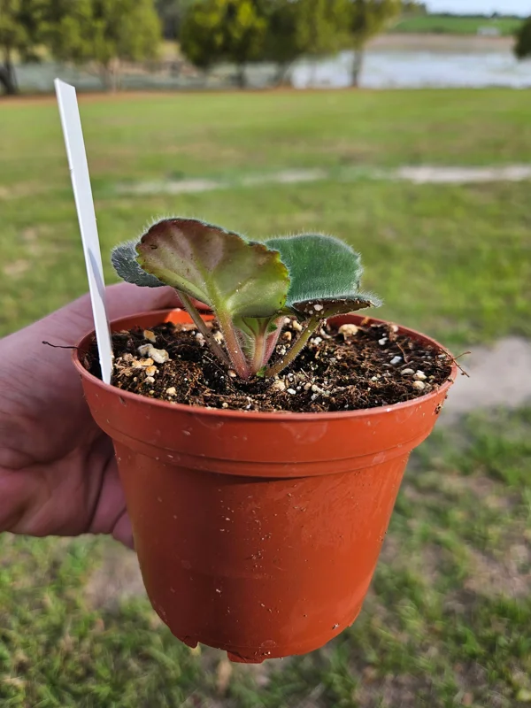 African Violet Live Plant - Young Starter, Future Blooms, 4 Inch Pot, Indoor - Image 4