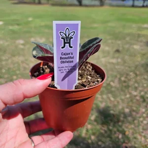 African Violet Live Plant – Young Starter in 4 Inch Pot – Indoor Houseplant - Image 3