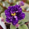 African Violet Live Plant – Young Starter in 4 Inch Pot – Indoor Houseplant - Image 1