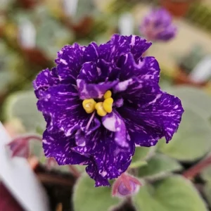 African Violet Live Plant – Young Starter in 4 Inch Pot – Indoor Houseplant - Image 1
