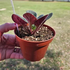 African Violet Live Plant – Young Starter in 4 Inch Pot – Indoor Houseplant - Image 4