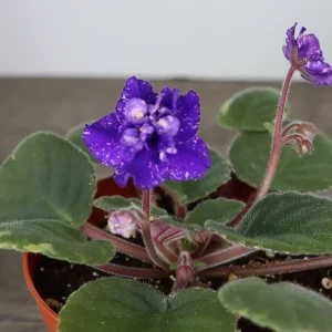 African Violet Live Plant – Young Starter in 4 Inch Pot – Indoor Houseplant - Image 6