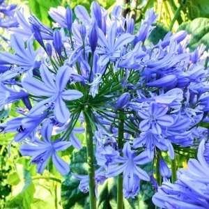 Agapanthus African Blue Live Plant – African Lily – 4-6 inch Tall – Blue Flowers - Image 2