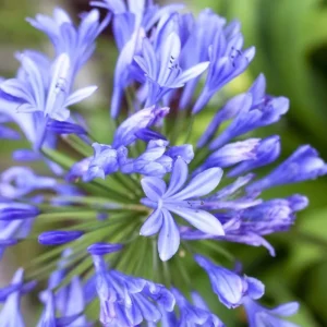 Agapanthus African Blue Live Plant – African Lily – 4-6 inch Tall – Blue Flowers - Image 3