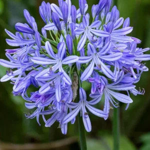 Agapanthus African Blue Live Plant – African Lily – 4-6 inch Tall – Blue Flowers - Image 4