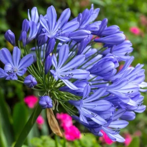 Agapanthus African Blue Live Plant – African Lily – 4-6 inch Tall – Blue Flowers - Image 5