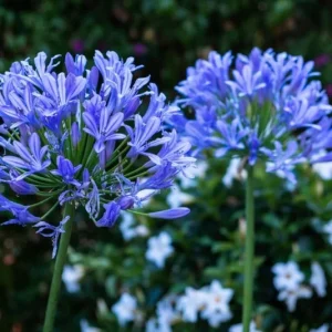 Agapanthus African Blue Live Plant – African Lily – 4-6 inch Tall – Blue Flowers - Image 6