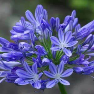 Agapanthus African Blue Live Plant – African Lily – 4-6 inch Tall – Blue Flowers - Image 7