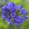 Agapanthus African Blue Live Plant – African Lily – 4-6 inch Tall – Blue Flowers - Image 1