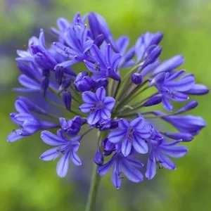 Agapanthus African Blue Live Plant – African Lily – 4-6 inch Tall – Blue Flowers - Image 1