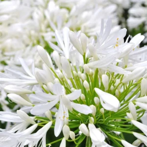 Agapanthus Getty White Live Plant - White African Lily, 4-6 inch Tall - Image 2