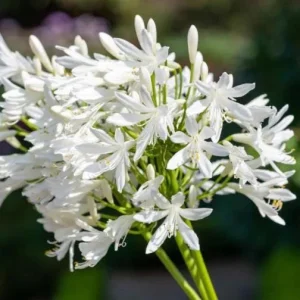 Agapanthus Getty White Live Plant - White African Lily, 4-6 inch Tall - Image 3