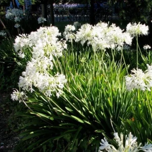 Agapanthus Getty White Live Plant - White African Lily, 4-6 inch Tall - Image 4