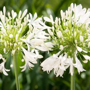 Agapanthus Getty White Live Plant - White African Lily, 4-6 inch Tall - Image 5