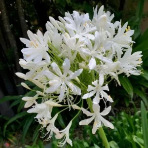 Agapanthus Getty White Live Plant - White African Lily, 4-6 inch Tall - Image 6
