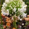 Agapanthus Getty White Live Plant - White African Lily, 4-6 inch Tall - Image 1