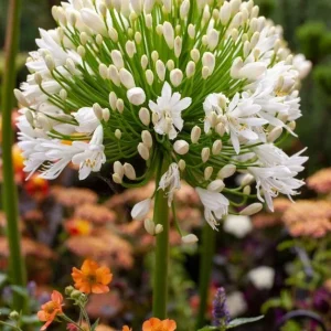 Agapanthus Getty White Live Plant - White African Lily, 4-6 inch Tall - Image 1