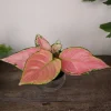 Aglaonema Light Pink Chinese Evergreen Live Plant - 4 Inch Pot - Indoor - Image 1