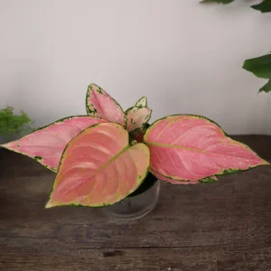 Aglaonema Light Pink Chinese Evergreen Live Plant - 4 Inch Pot - Indoor - Image 1
