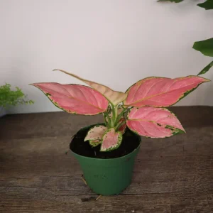 Aglaonema Light Pink Chinese Evergreen Live Plant - 4 Inch Pot - Indoor - Image 2