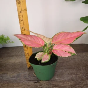 Aglaonema Light Pink Chinese Evergreen Live Plant - 4 Inch Pot - Indoor - Image 3