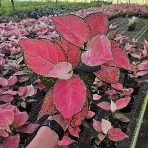 Aglaonema Light Pink Chinese Evergreen Live Plant - 4 Inch Pot - Indoor - Image 5