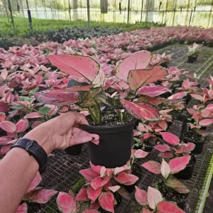 Aglaonema Light Pink Chinese Evergreen Live Plant - 4 Inch Pot - Indoor - Image 6